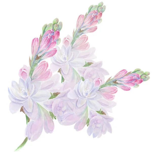 Tuberose - dalları. Suluboya. — Stok fotoğraf