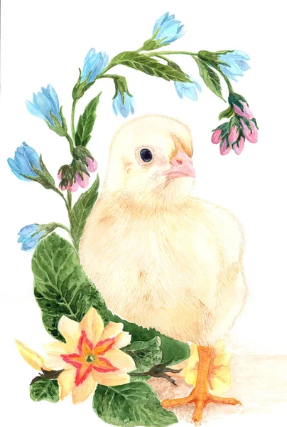 Frango e flores de primavera - Cartão postal para o dia da Páscoa. Aquarela . — Fotografia de Stock