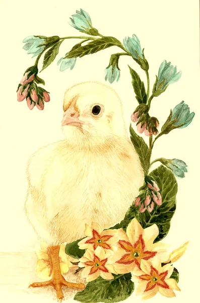 El pollo y las flores de primavera - Postal para el día de Pascua. Acuarela . —  Fotos de Stock