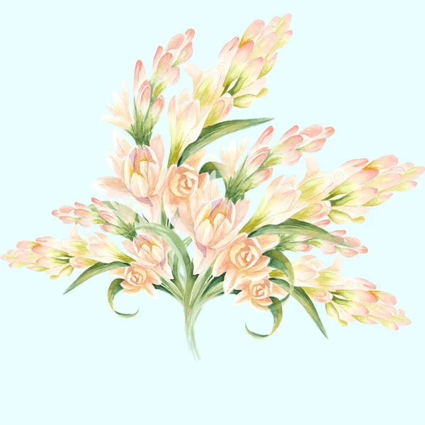 Tuberose - branches. medicinal, perfumery and cosmetic plants. Watercolor. — Stock Photo, Image