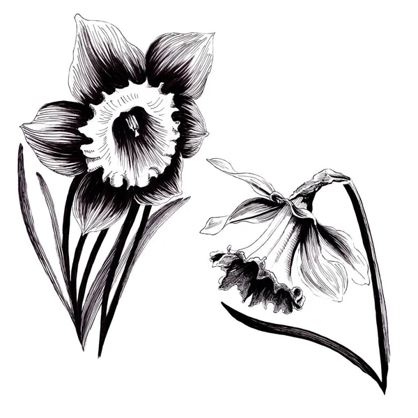 Цветы нарциссов. Рисование чернил. Весенний цветок. Обои . — стоковое фото