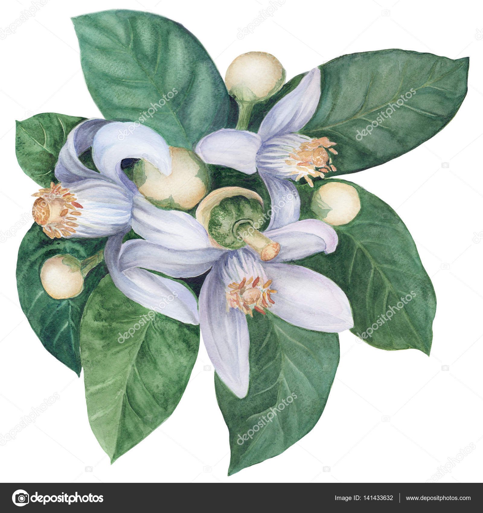 Fiori e foglie di arancia alberi da frutto Bigaradiya agrumi piante medicinali di profumeria e cosmetici Acquerello Fiori e foglie di arancia alberi da