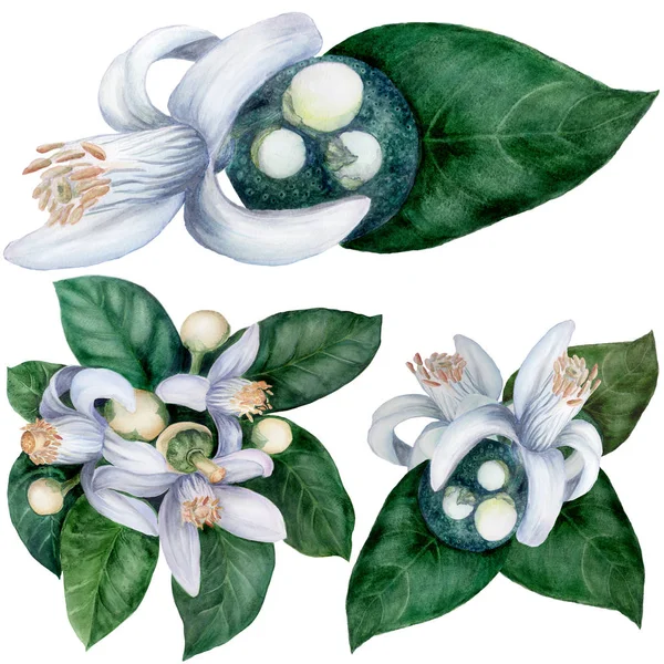 Flowers and leaves of orange tree fruit. Citrus bigaradiya. medicinal, perfumery and cosmetic plants. Watercolor. Flowers and leaves of orange tree fruit. Citrus bigaradiya. medicinal, perfumery and cosmetic plants. Watercolor. — Stock Photo, Image