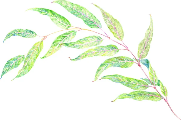 Tak met bladeren - tekenen met kleurpotloden. Eucalyptus. Treurwilg. — Stockfoto