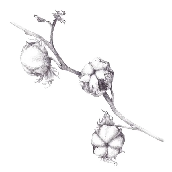 Cotone - piante di stelo con baccelli di seme. Sfondo . — Foto Stock