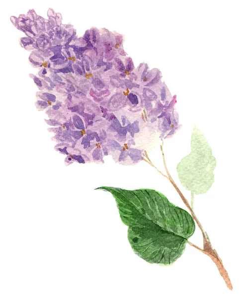 Lilas - fleurs et feuilles. Image aquarelle sur fond blanc . — Photo