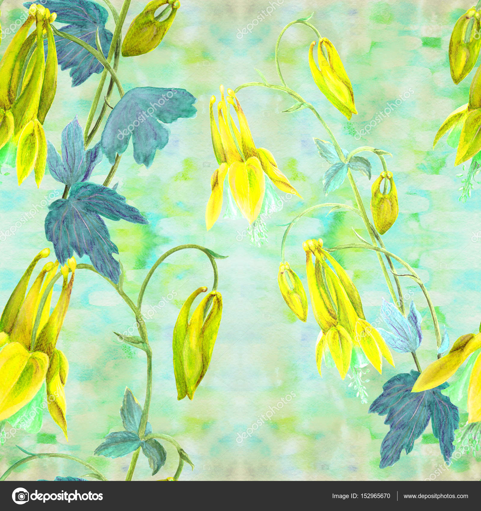 Fleurs Bourgeons Et Feuilles Dessin Aquarelle Aquilegia