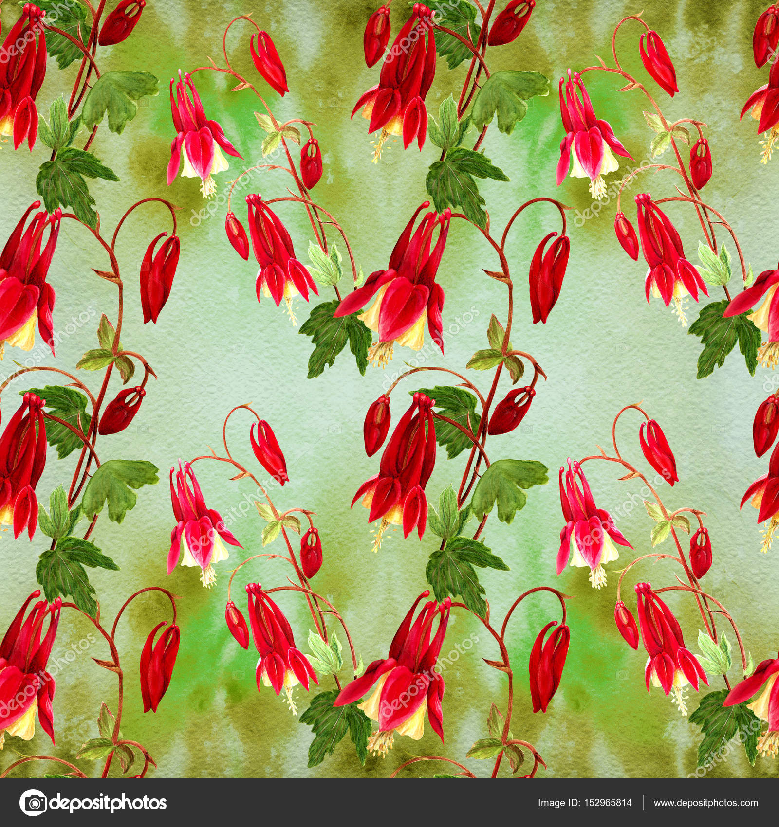 Fleurs Bourgeons Et Feuilles Dessin Aquarelle Aquilegia