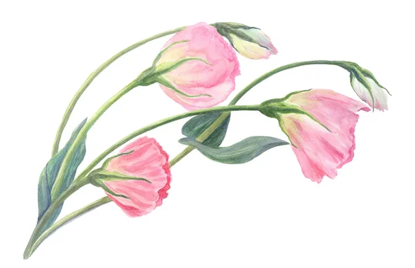 Flores, botões e folhas - desenho por aquarela. Eustoma . — Fotografia de Stock