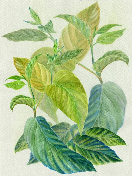 Gren med exotiska blad. Akvarellmålning, parfymer och kosmetiska medicinalväxter. — Stockfoto