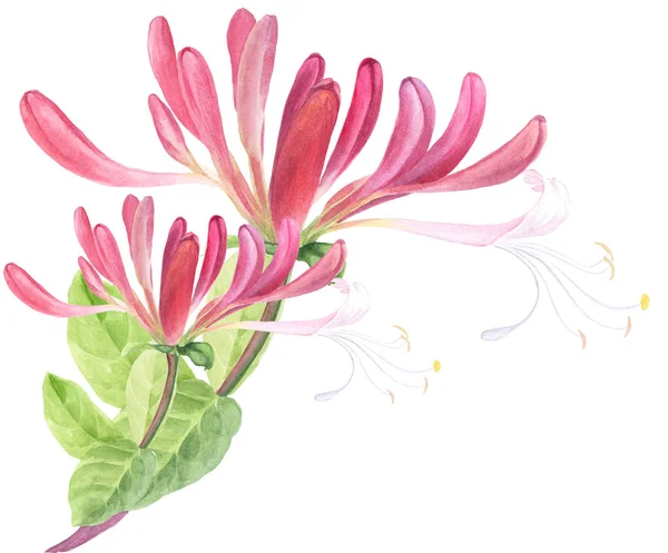 Honeysuckle - medicinal, perfumery and cosmetic plants. Watercolor. Wallpaper. Flowers and leaves. — Stock Photo, Image