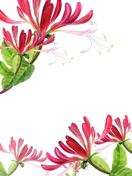 Honeysuckle - medicinal, perfumery and cosmetic plants. Watercolor. Wallpaper. Flowers and leaves. — Stock Photo, Image