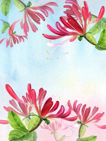 Chèvrefeuille - plantes médicinales, parfumantes et cosmétiques. Aquarelle. Papier peint. Fleurs et feuilles . — Photo