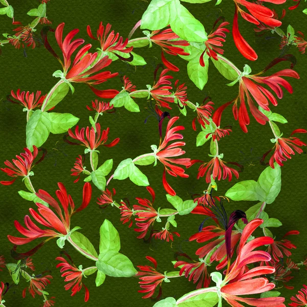 La madreselva - medicinal, la perfumería y las plantas cosméticas. Acuarela. Patrón sin costuras. Fondo de pantalla. Flores y hojas . — Foto de Stock