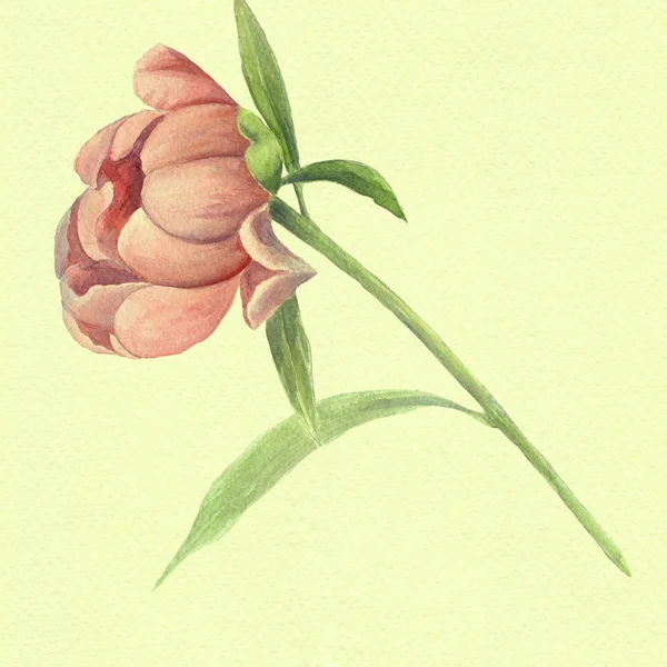 पीओनिस फुले आणि पाने. वॉटरकलर पार्श्वभूमीवर सजावटीची रचना. फुलांची कारणे . — स्टॉक फोटो, इमेज