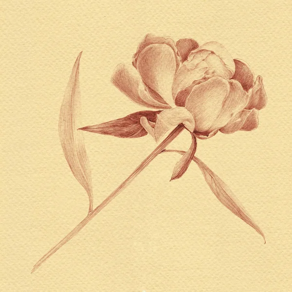 Pfingstrosen - Blüten und Blätter. dekorative Komposition auf aquarelliertem Hintergrund. Blumenmotive. — Stockfoto