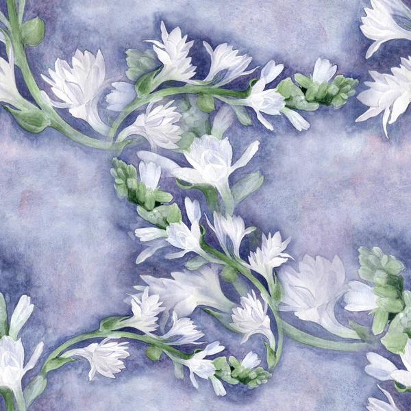 Tuberose - branches. Flowers - drawing in watercolor. Seamless pattern, medicinal, perfumery and cosmetic plants. — Stock Photo, Image