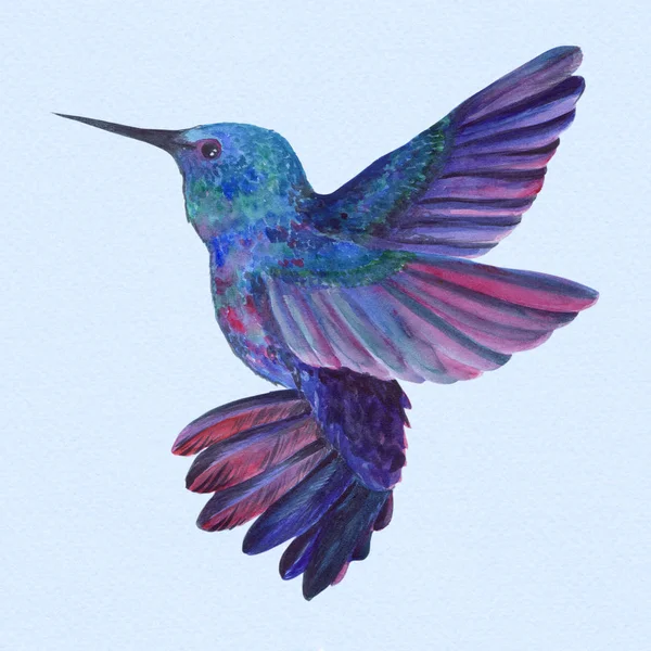 Aves de colibríes. Dibujo con acuarela. Fondo de pantalla. Aislado . — Foto de Stock