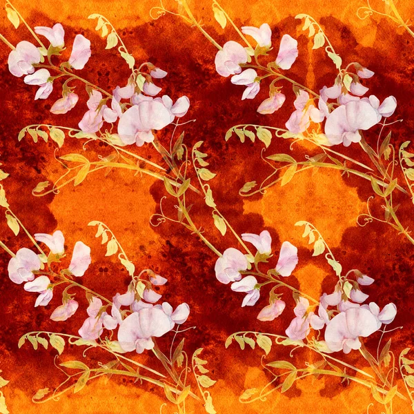 Virágok Rügyek Édes Borsó Ága Dekoratív Kompozíció Egy Akvarell Háttér — Stock Fotó