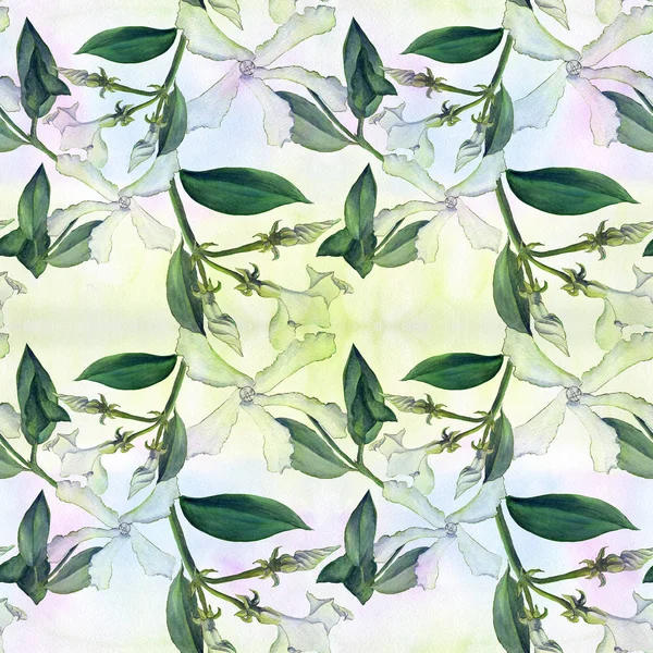 El jazmín - las flores, los brotes, las hojas. Fondo sin fisuras. Collage de flores sobre fondo acuarela —  Fotos de Stock