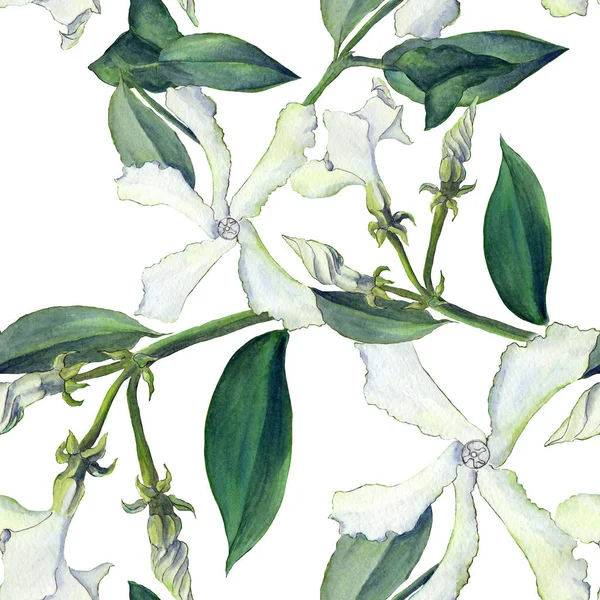 Jasmine - blommor, knoppar, blad. Sömlös bakgrund. Collage av blommor på en akvarell bakgrund — Stockfoto