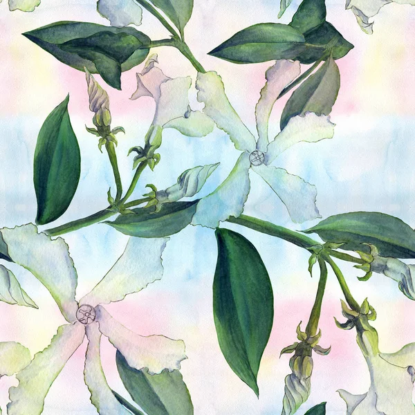 Jasmin - fleurs, bourgeons, feuilles. Fond sans couture. Collage de fleurs sur fond aquarelle — Photo