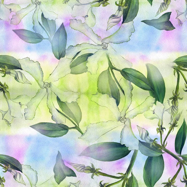 Γιασεμί - λουλούδια, μπουμπούκια, φύλλα. Απρόσκοπτη υπόβαθρο. Κολάζ από λουλούδια σε ακουαρέλα φόντο — Φωτογραφία Αρχείου