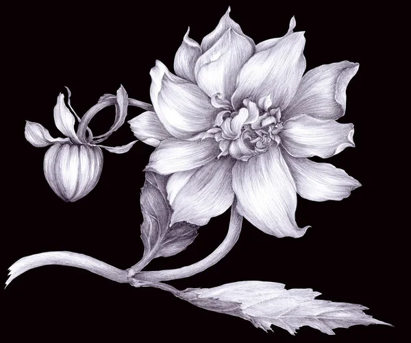 Dahlia è un fiore e una gemma. Disegno, grafica. Oggetto isolato — Foto Stock