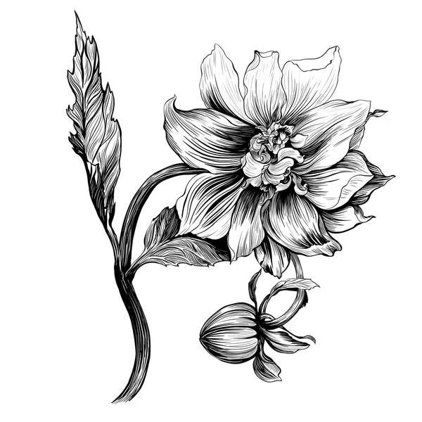 Fond Vectoriel Dahlia Est Une Fleur Bourgeon Des Motifs Floraux — Image vectorielle