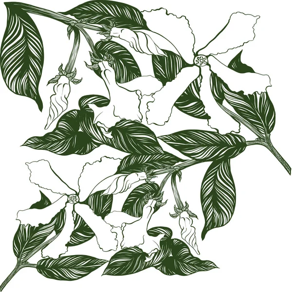 Jasmine Flowers Buds Leaves Vector Image Wallpaper Use Printed Materials — Stock Vector