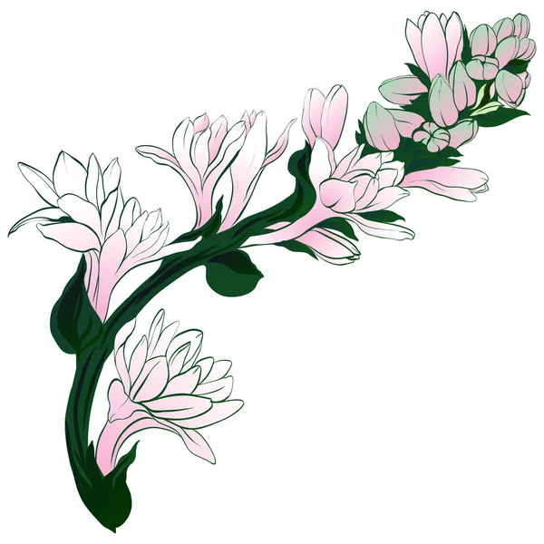 Векторное Изображение Тубероза Ветви Лекарственные Парфюмерные Косметические Растения Обои Использовать — стоковый вектор