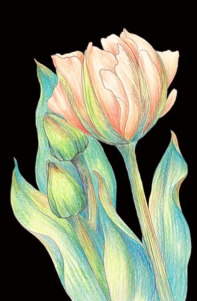Τουλίπα Μια Σύνθεση Από Λουλούδια Ταπετσαρία Χρήση Έντυπου Υλικού Πινακίδες — Φωτογραφία Αρχείου