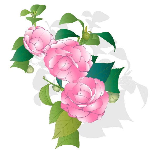 Vektorový Pozadí Kamélie Květy Listy Parfumerie Kosmetika Rostliny Tapety Používat — Stockový vektor
