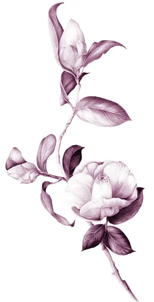 山茶花 芽和叶 香料和化妆品厂 使用印刷材料 明信片 — 图库照片