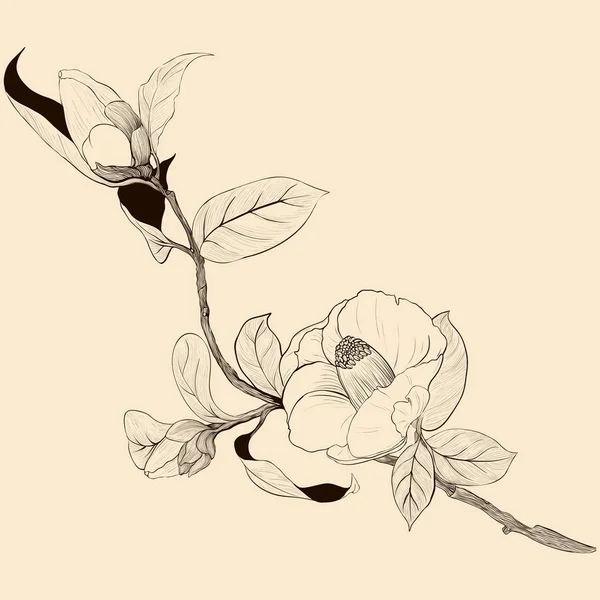 Вектор Камелия Цветы Листья Парфюмерия Косметические Растения Обои Использовать Печатные — стоковый вектор