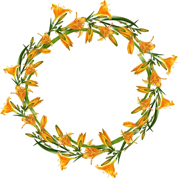 Γύρος πλαισίων από τα κλαδιά των ανθίζοντας κρίνοι. Κρίνο λουλούδια με φύλλα και μπουμπούκια σε λευκό φόντο. — Φωτογραφία Αρχείου