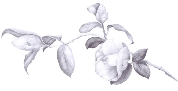 Camélia Flores Botões Folhas Sobre Fundo Branco Colagem Flores Folhas — Fotografia de Stock