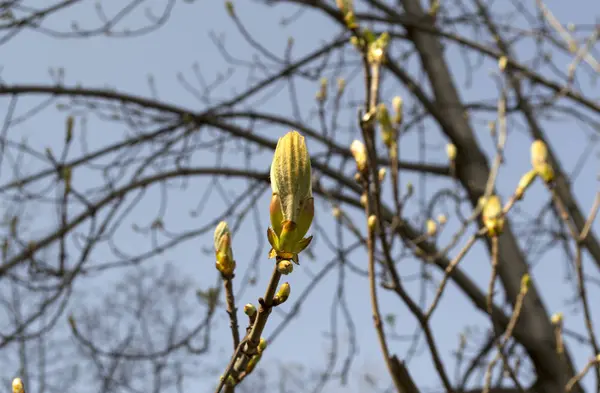 Ramas Árboles Brotes Hojas Pequeñas Floración Primavera — Foto de Stock
