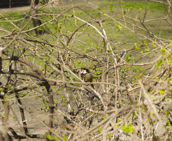 Ветви Деревьев Бутоны Мелкие Листья Цветение Весной Воробей Кустах Солнце — стоковое фото