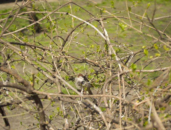 Äste Von Bäumen Knospen Kleine Blätter Blüte Frühling Ein Sperling — Stockfoto