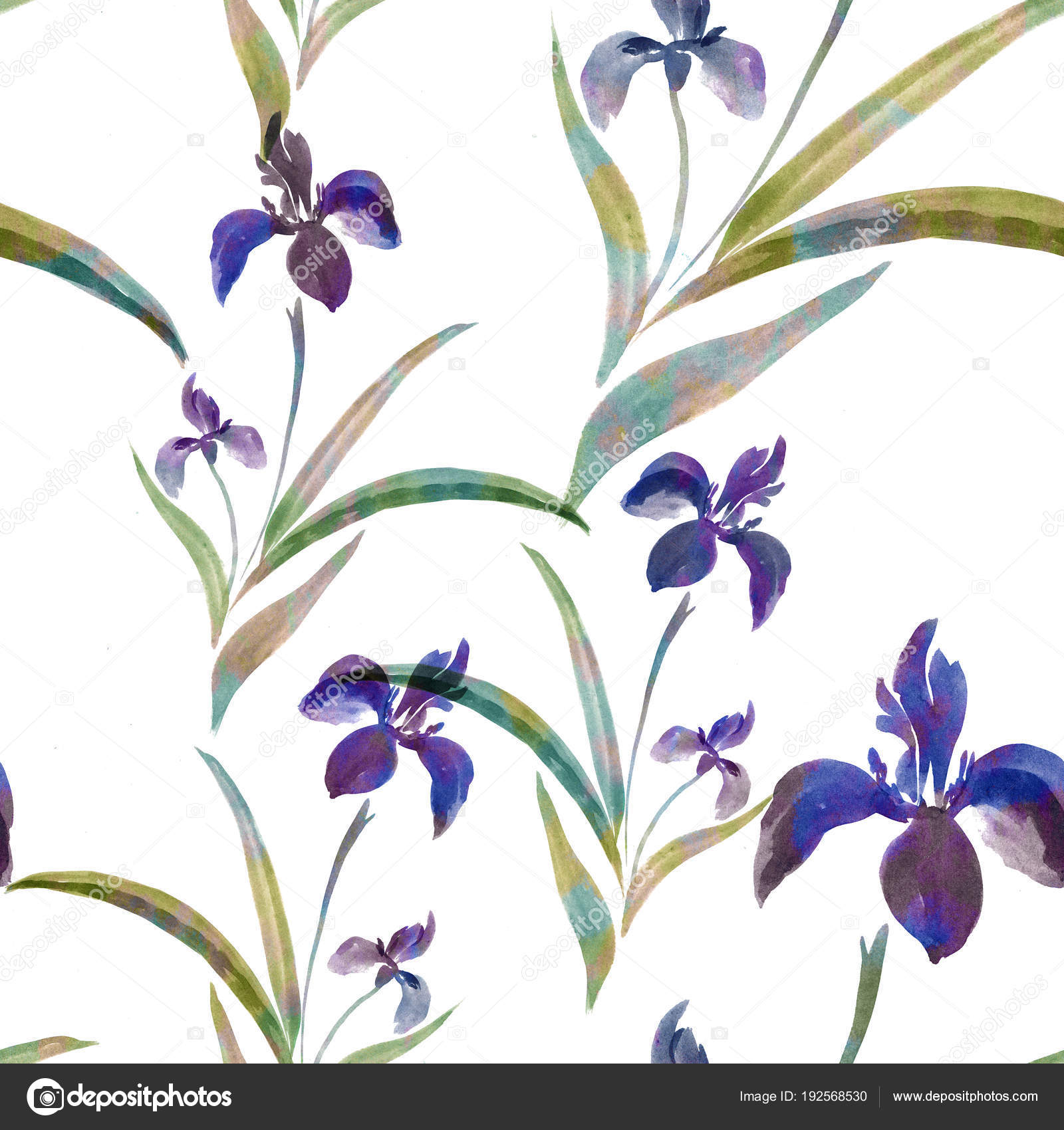花的虹膜 水彩在白色的背景 无缝模式 水彩绘画壁纸 图库照片 C Gvinevera 花的虹膜 水彩在白色的背景 无缝模式 水彩绘画壁纸 图库照片 C Gvinevera