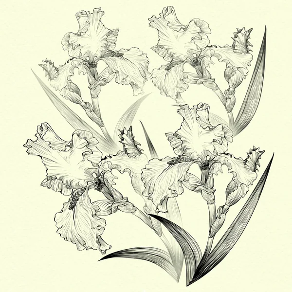 Ирисы. Цветы, листья, стебли и бутоны ирисов. Акварель . — стоковое фото
