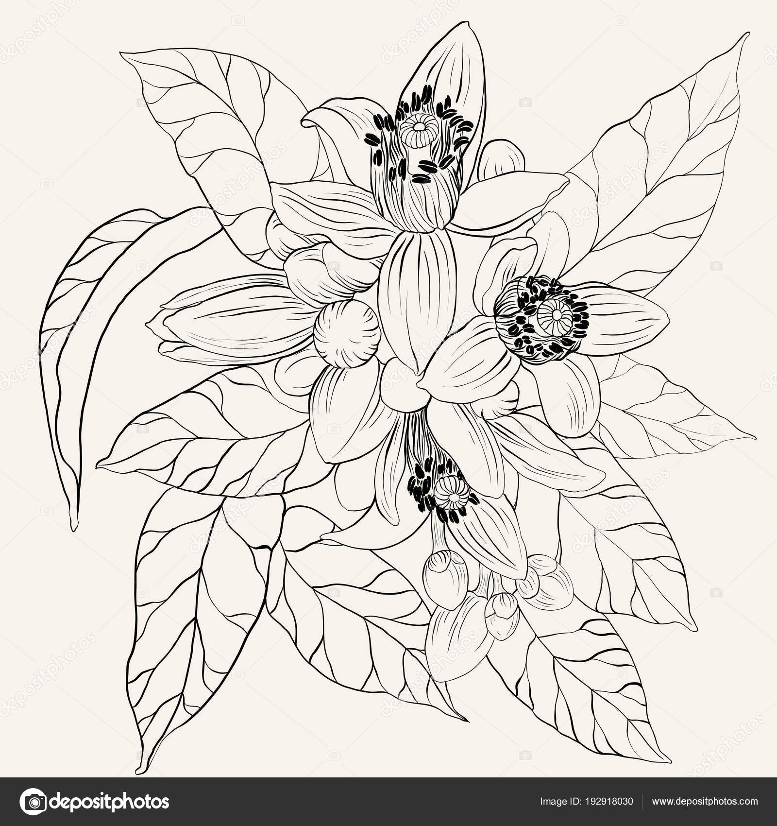 Vector Drawing Orange Tree Flowers Buds Citrus Bigaradiya Medicinal Perfumery Vector Image By C Gvinevera Vector Stock Vector Drawing Orange Tree Flowers Buds Citrus Bigaradiya Medicinal Perfumery Vector Image By C Gvinevera Vector Stock