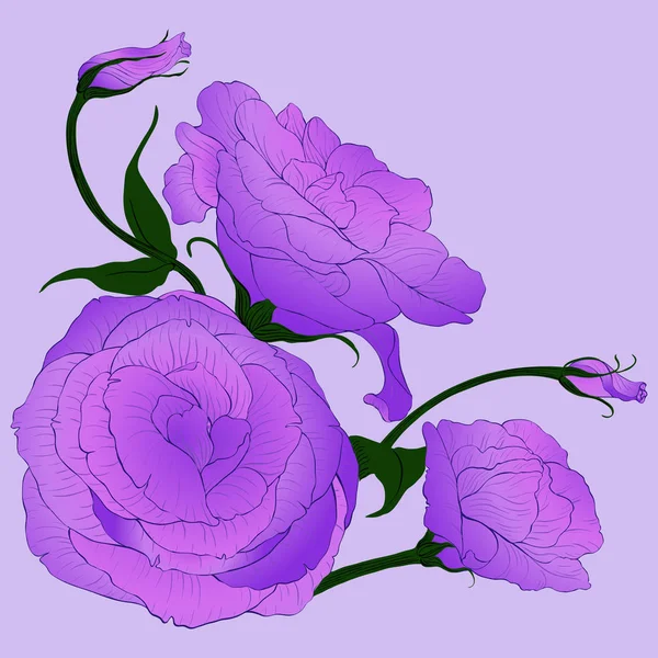 Desenho Vetorial Eustoma Flores Botões Composição Decorativa Buquê Flores Papel —  Vetores de Stock