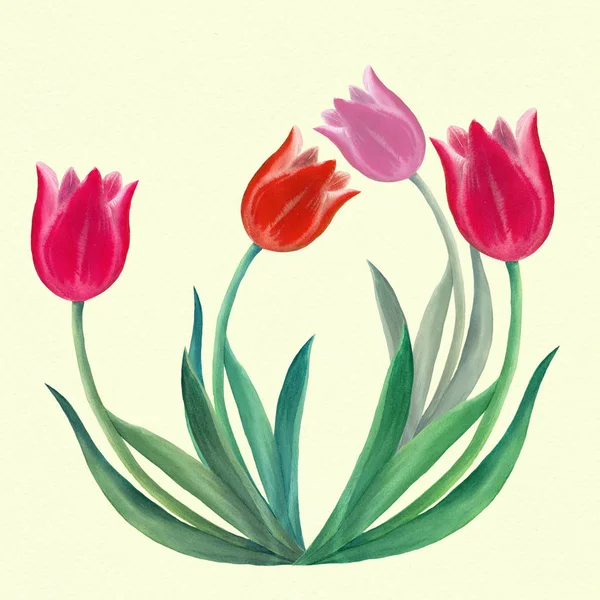 Tulipani - disegno. Fiori primaverili. Utilizzare materiali stampati, segni, oggetti, siti web, carte, manifesti, cartoline, imballaggi . — Foto Stock