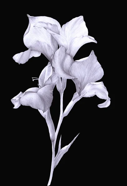 Gladiolus flowers. Graphics. Pencil drawing. Wallpaper. Use printed materials, signboards, posters, postcards, packaging.