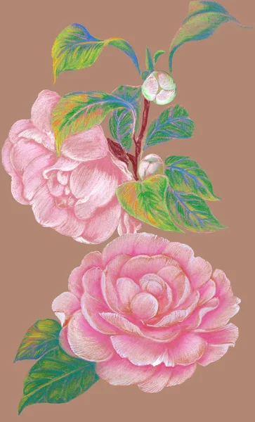 Camelia Fiori Gemme Foglie Disegno Pastello Carta Artigianale Utilizzare Materiali — Foto Stock