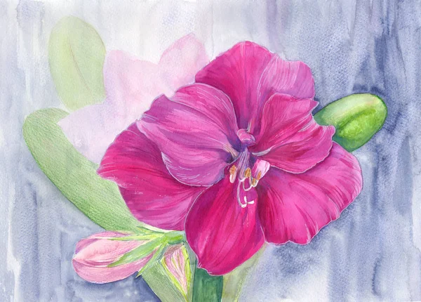 Amaryllis Blommor Filial Med Blommor Och Knoppar Akvarell Vårblomman Använd — Stockfoto