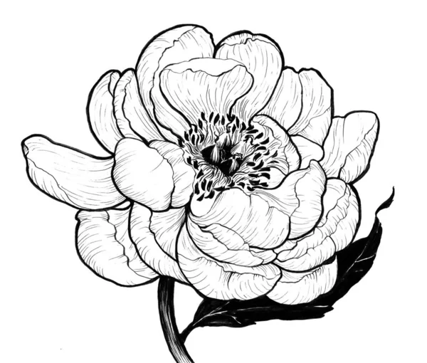 Pfingstrosen Blüten Und Blätter Auf Weißem Hintergrund Tinte Nahtlose Muster — Stockfoto