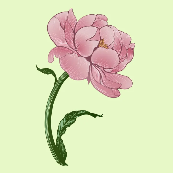 Disegno Vettoriale Peonie Fiori Foglie Uno Sfondo Bianco Utilizzare Materiali — Vettoriale Stock